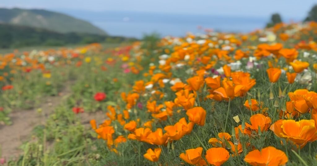 あわじ花さじき　立地もよく四季折々の花を楽しめる