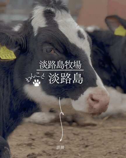 淡路島牧場｜犬と牛を一緒に撮影｜ドッグランがある牧場