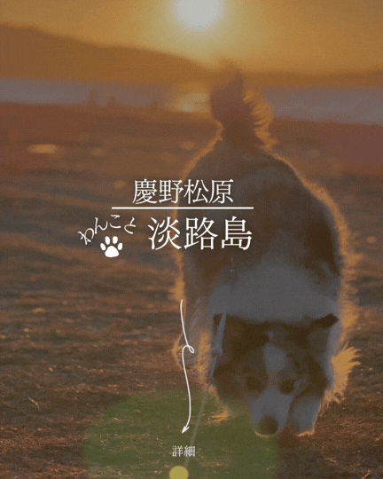 淡路島 慶野松原 犬連れ 犬ok ビーチ