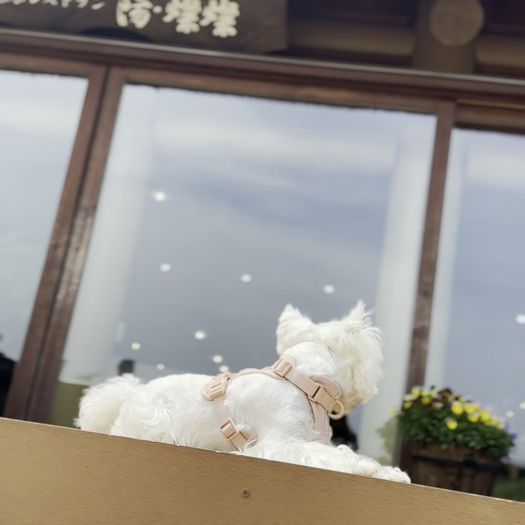 陽・燦々 テラスで看板を見上げるわんこ 淡路島 犬連れOKレストラン