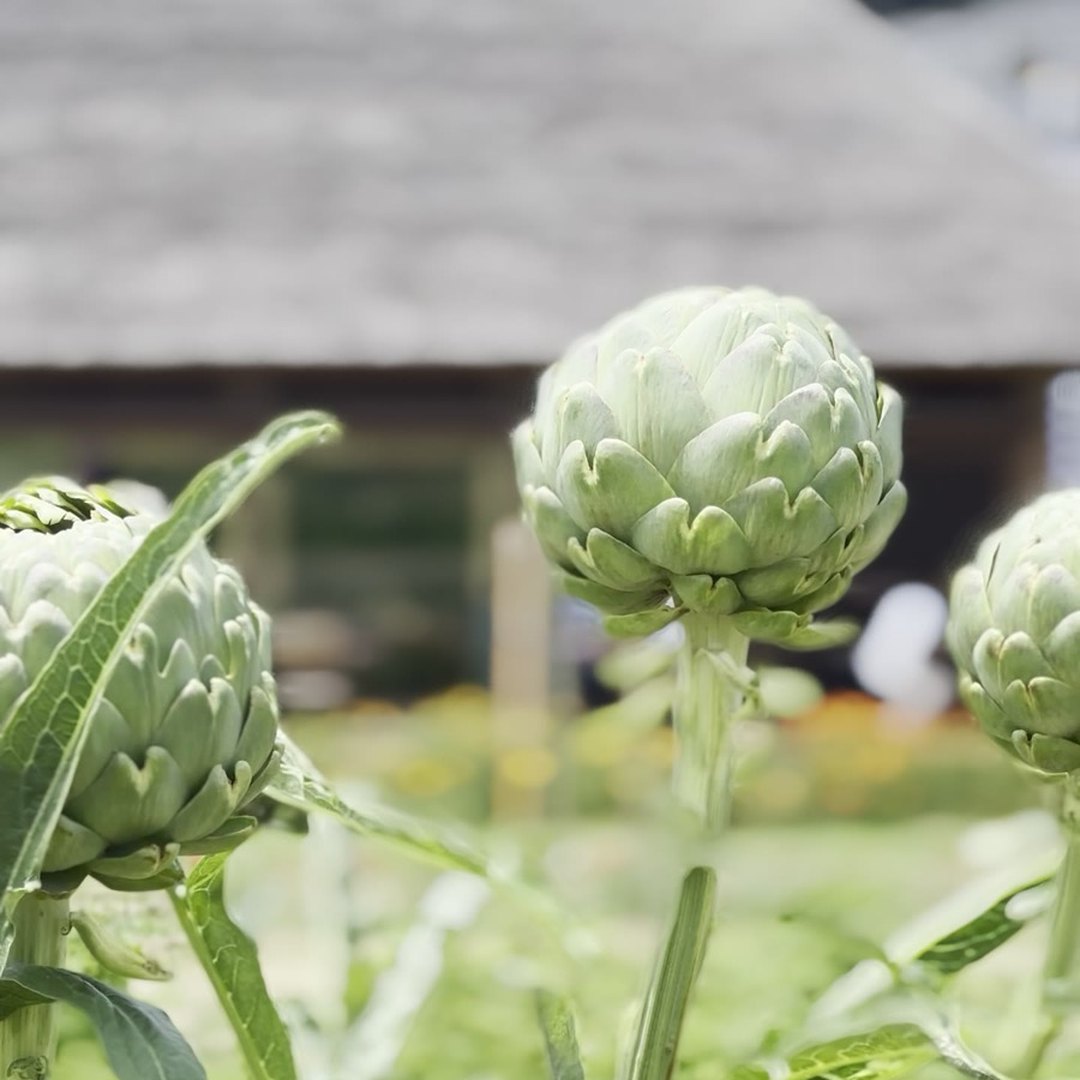 陽・燦々 畑で育つアーティチョーク 淡路島 農家レストラン