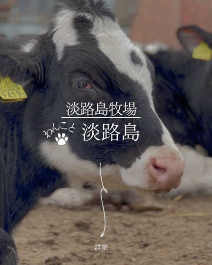 淡路島牧場｜犬と牛を一緒に撮影｜ドッグランがある牧場