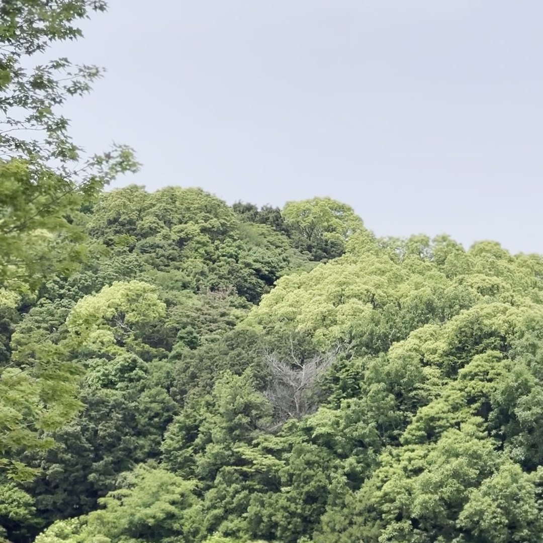 陽・燦々 周辺の自然 緑の山 淡路島野島常盤 散歩