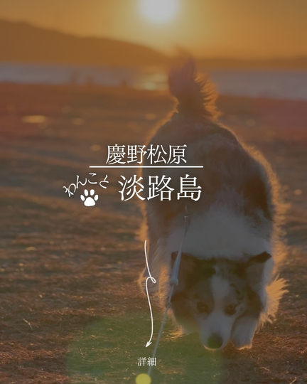 慶野松原｜淡路島の犬連れスポット