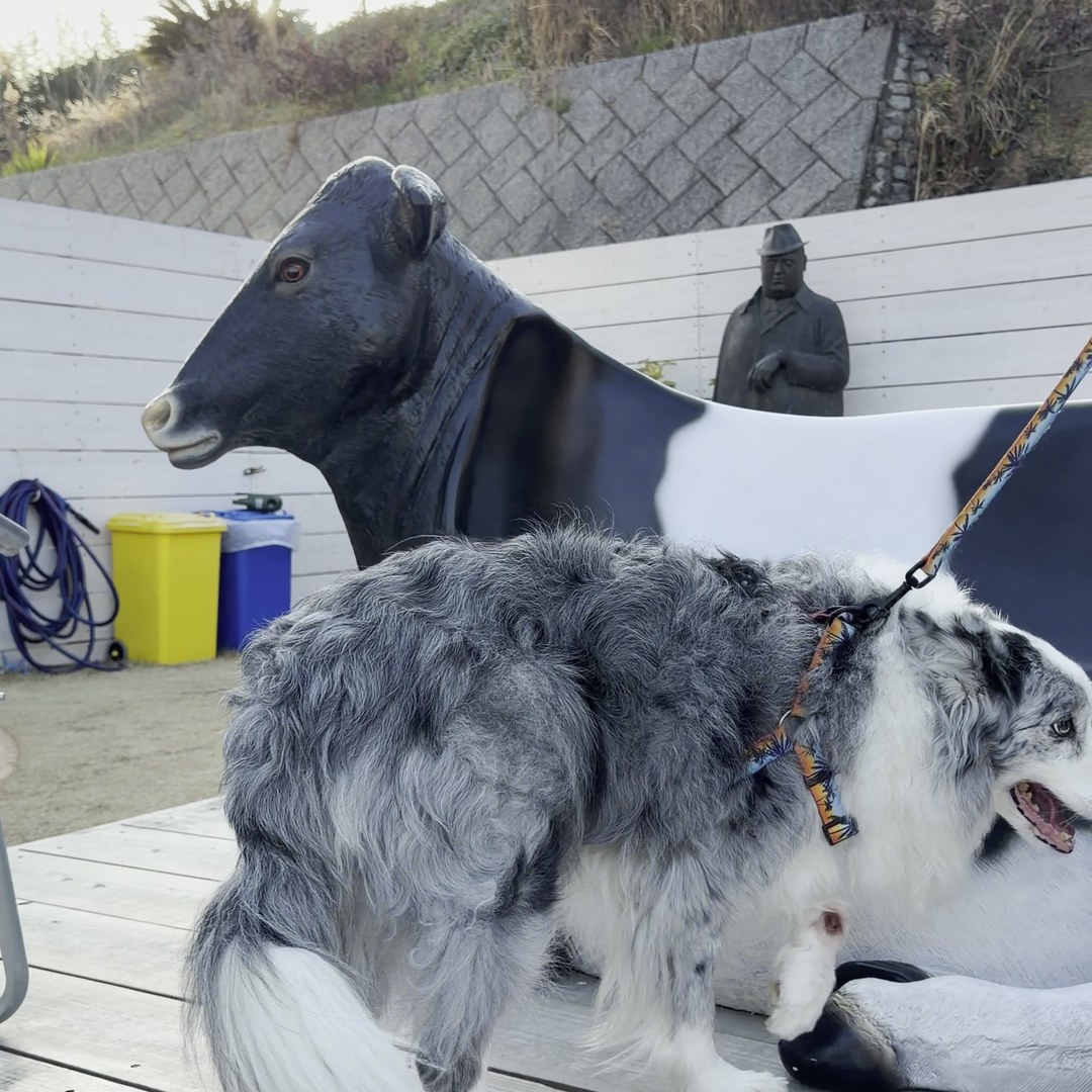 わんこ ドッグランで遊ぶ +Lei Kitchen 淡路島 犬連れ