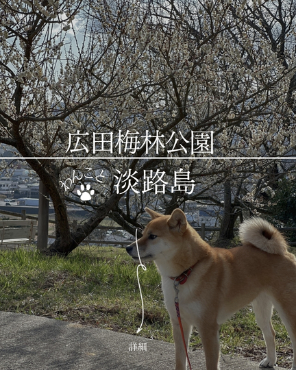 広田梅林ふれあい公園｜淡路島の犬連れスポット