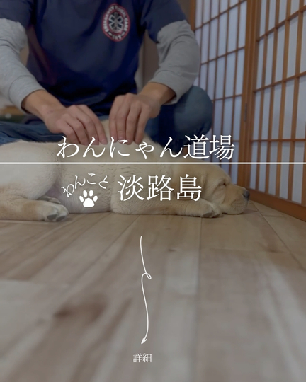 わんにゃん道場｜淡路島の犬連れスポット