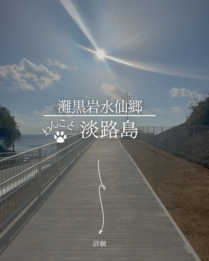 灘黒岩水仙郷｜淡路島で犬連れ観光｜大型犬OKの水仙の絶景スポット