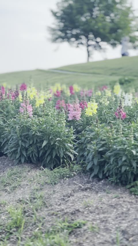 兵庫県立 公園 あわじ花さじき