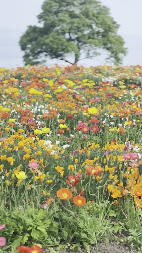 あわじ花さじき Galleri 2階カフェ・淡路玉ねぎカレー