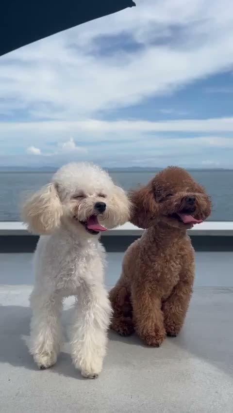 淡路鯛 空（あわじたい くう）