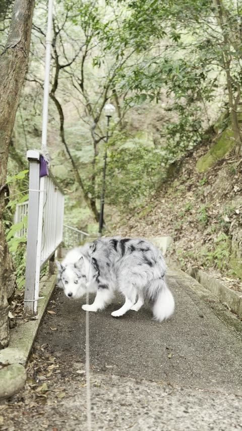 鮎屋の滝 落差14.5m・淡路島随一のパワースポット