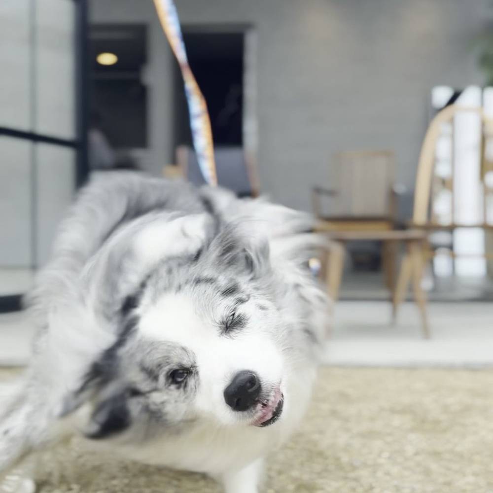 COFFEE BARN 犬連れ ボーダーコリー 店内入口 淡路島