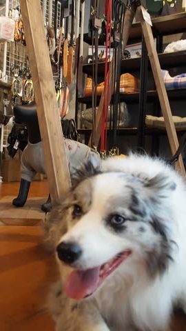 DOGGYWORKS DOG GEAR & CLOTHING（淡路島）
