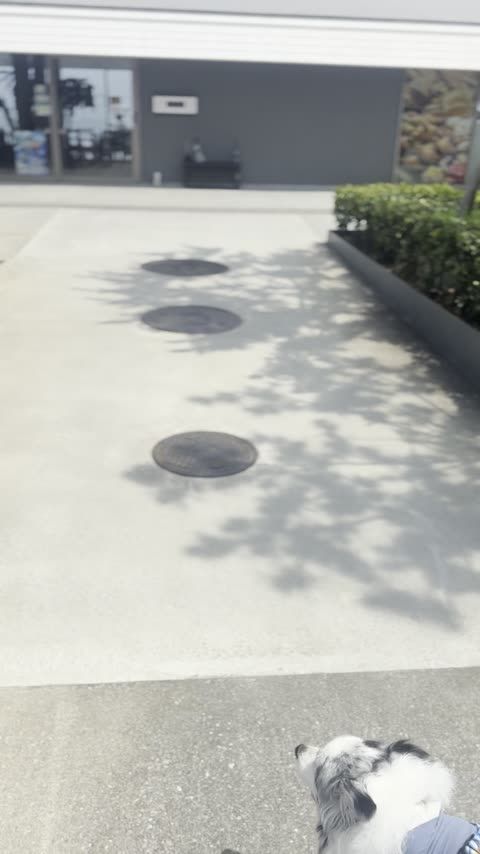 DOGGYWORKS 犬用肉球クリーム・グルーミング用品も豊富