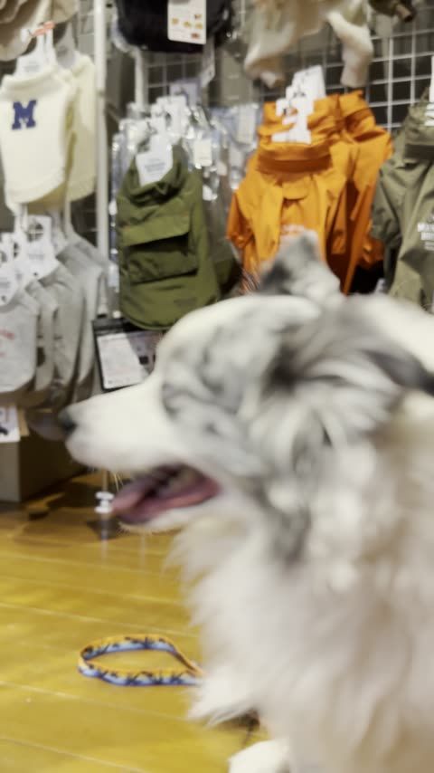 DOGGYWORKS アクアイグニス淡路島とハシゴで1日コース