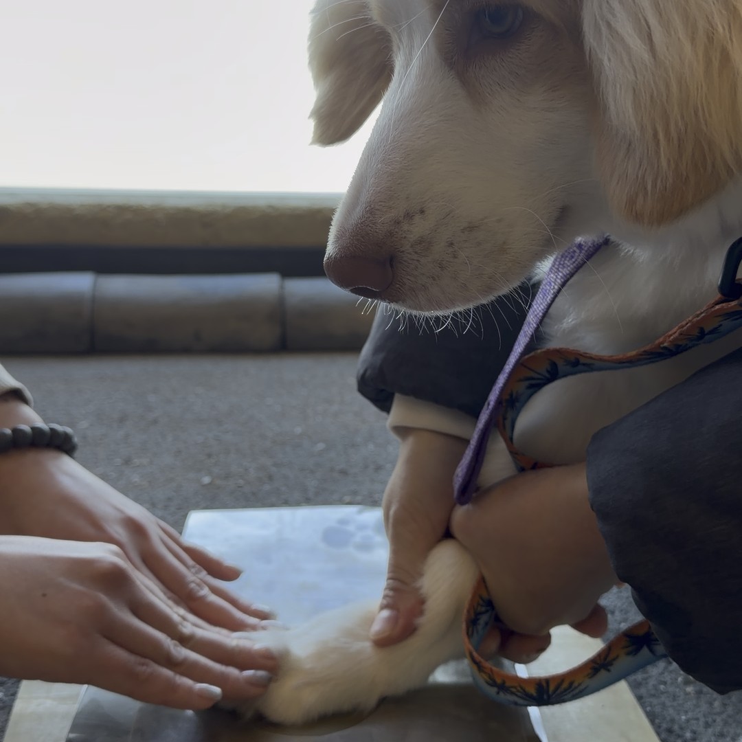 愛犬の肉球を淡路瓦プレートに押し当てる体験