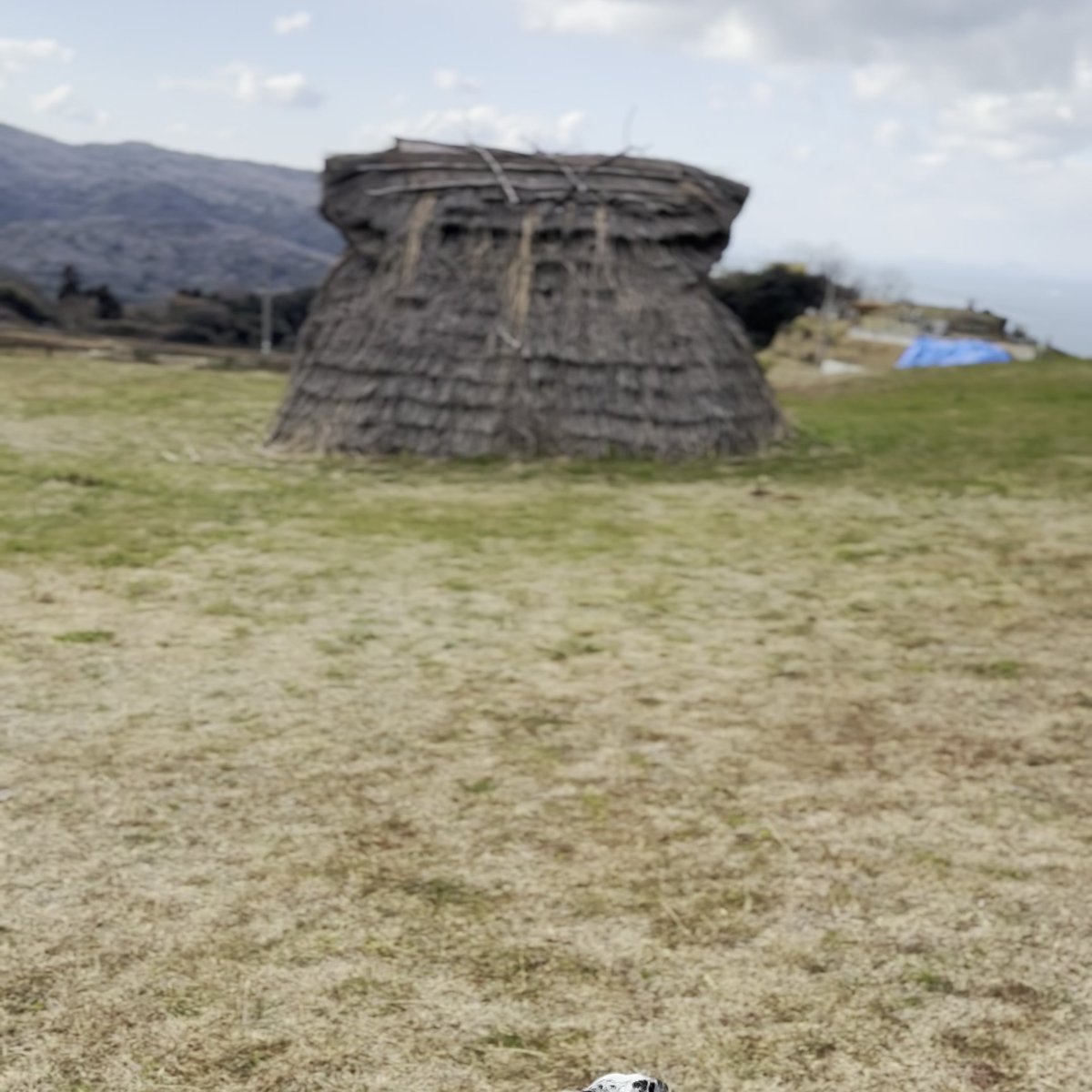 五斗長垣内遺跡 犬連れ 大型犬OK 芝生広場 竪穴建物 淡路島