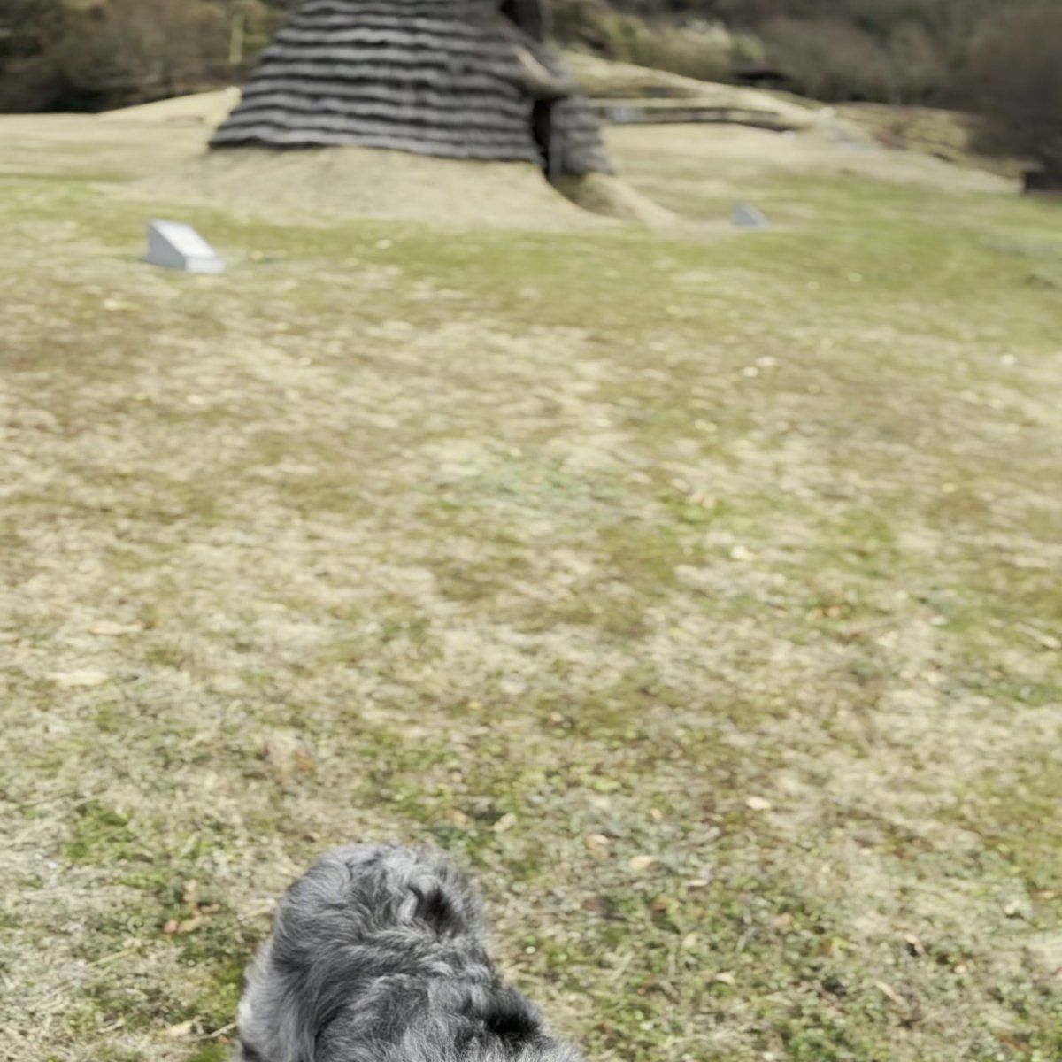 五斗長垣内遺跡 犬と竪穴建物 広い芝生 淡路島