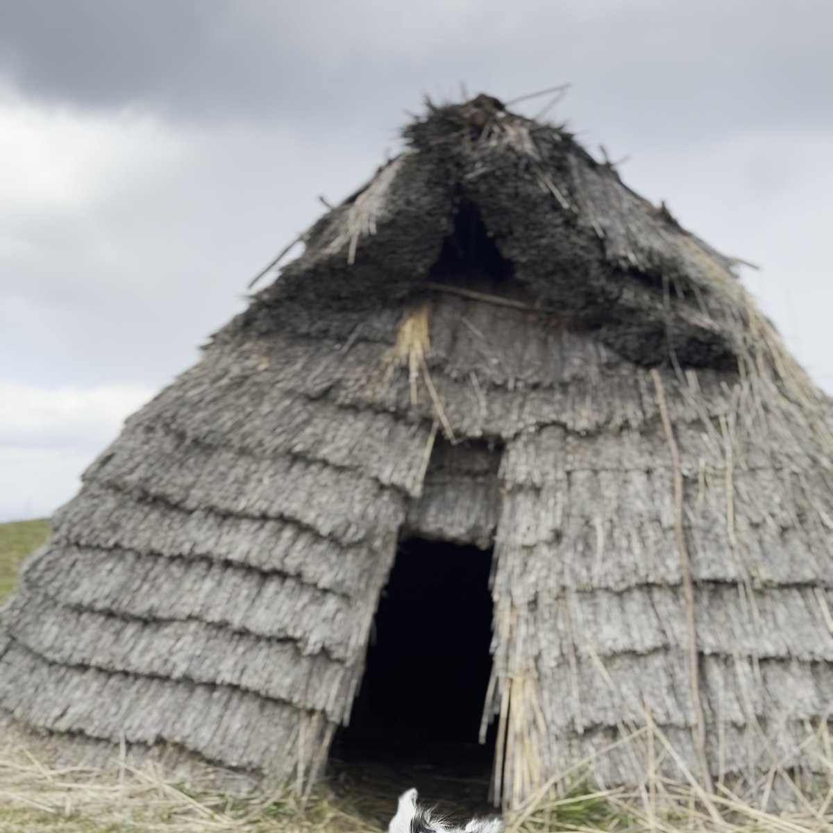 五斗長垣内遺跡 犬と竪穴建物 広い芝生 淡路島
