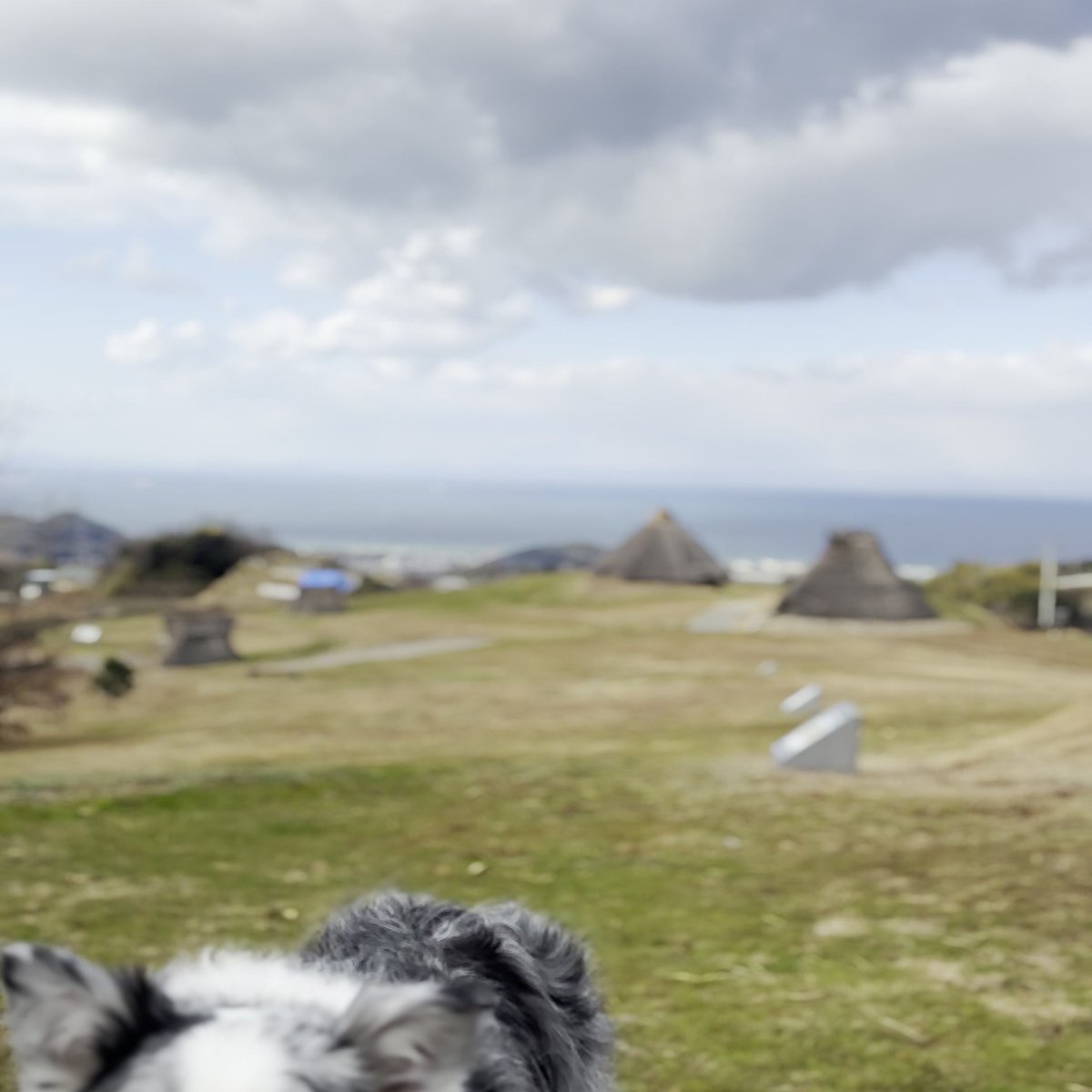 五斗長垣内遺跡 犬 散歩 遺跡公園 淡路島 穴場