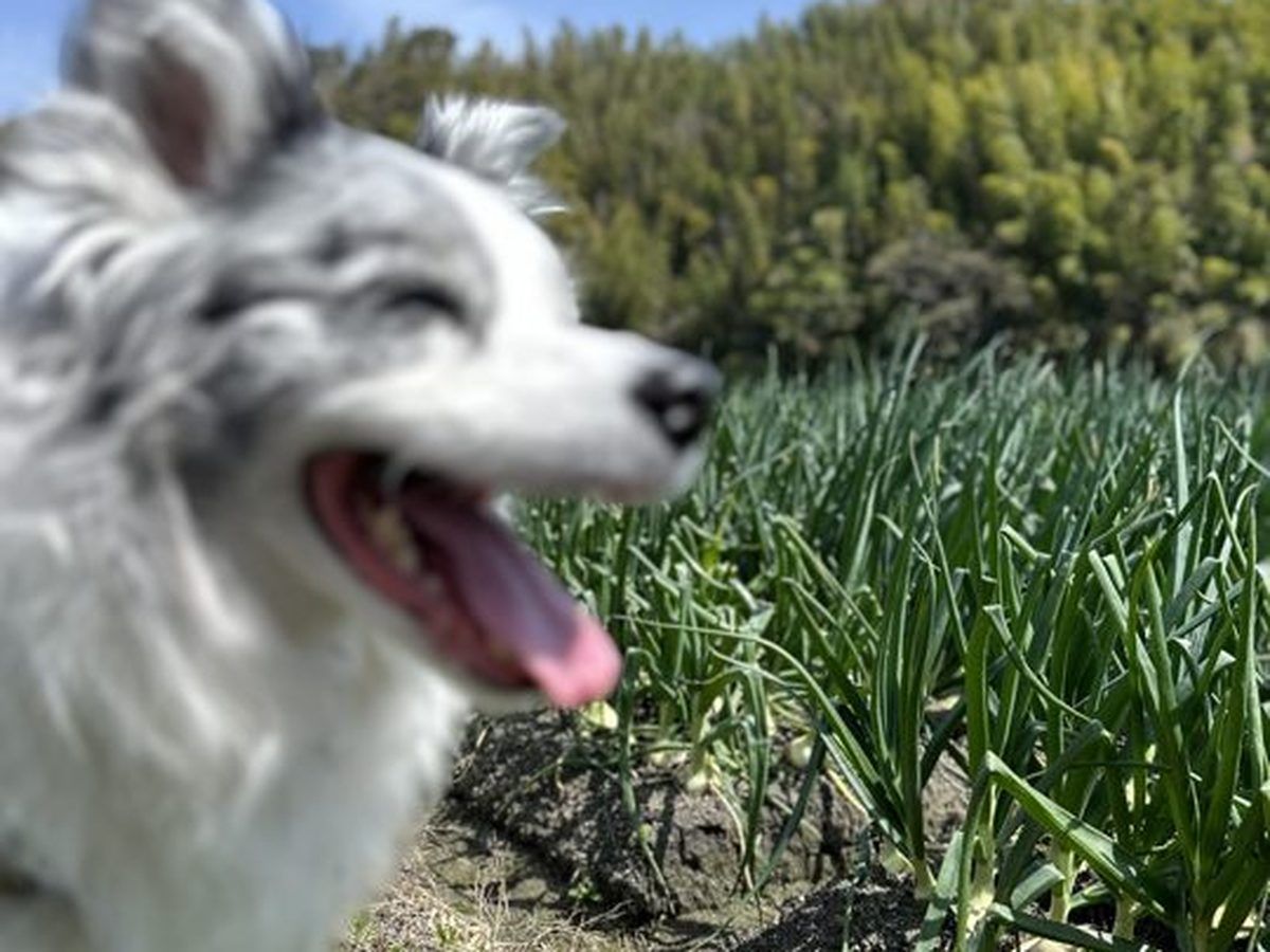 ハピニコファーム 玉ねぎ畑 犬の笑顔