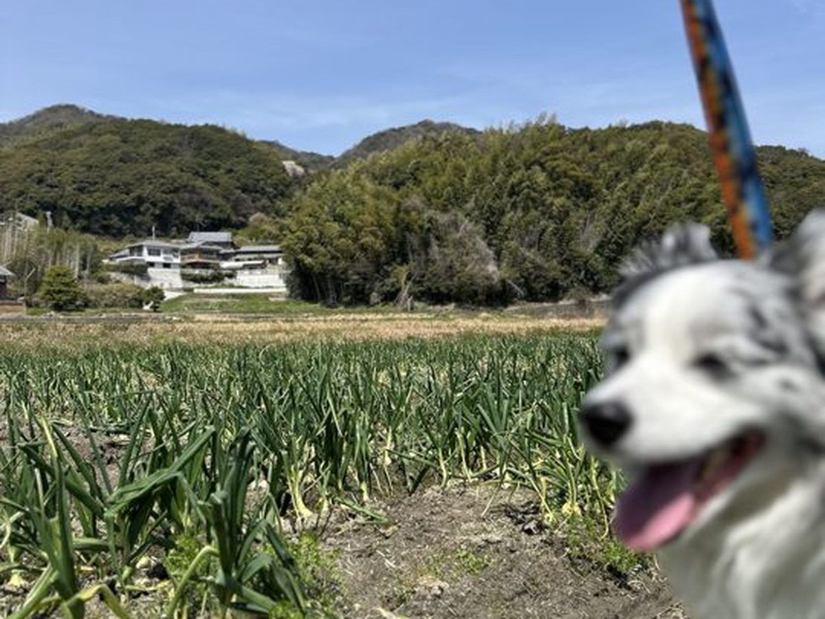 ハピニコファーム 移住夫婦が育てる、新玉ねぎ「にじたま」