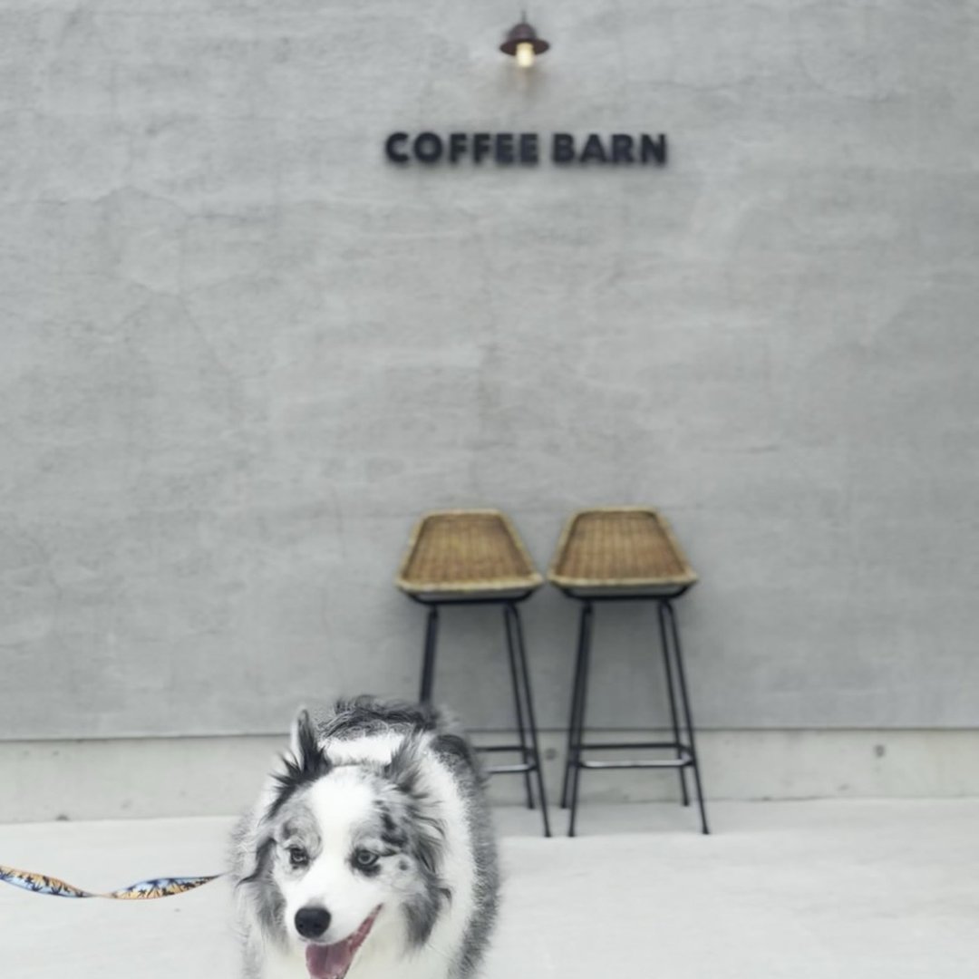 COFFEE BARN コーヒーバーン 淡路島 犬連れカフェ モルタル外壁 西海岸 スポット紹介 No.66