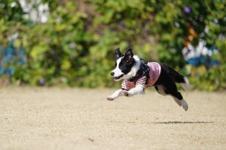 南あわじドッグラン 飛行犬撮影所 500坪の専用ドッグラン×プロカメラマン20年