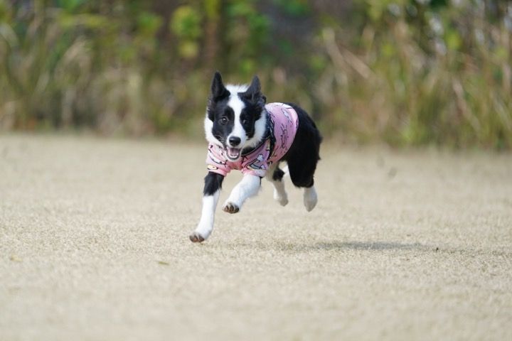 南あわじドッグラン 飛行犬撮影所 犬種・サイズ問わずOK——多頭飼いも対応