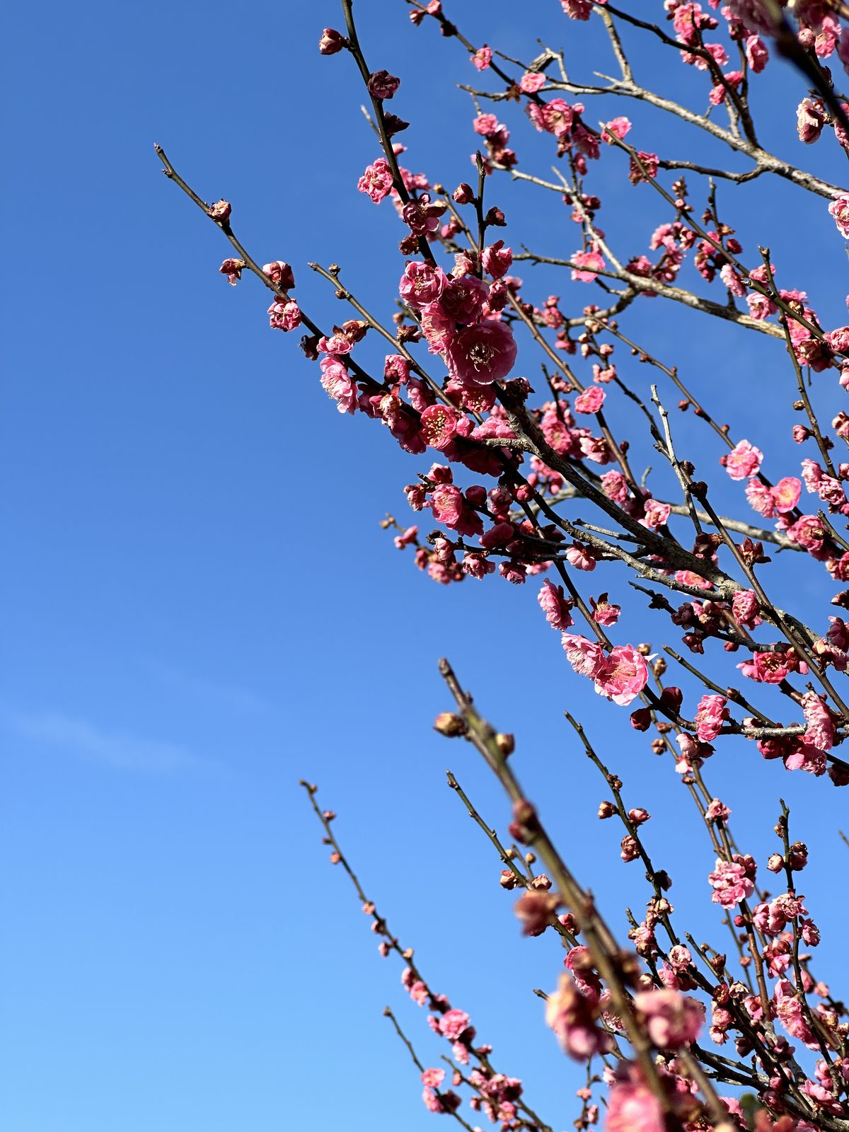 広田梅林ふれあい公園（淡路島百景）
