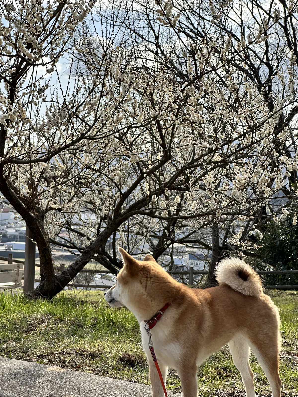 広田梅林ふれあい公園 淡路島百景・約450本の梅が咲く名所
