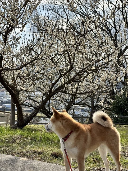 広田梅林ふれあい公園 2026年の梅まつりは2/7〜3/8