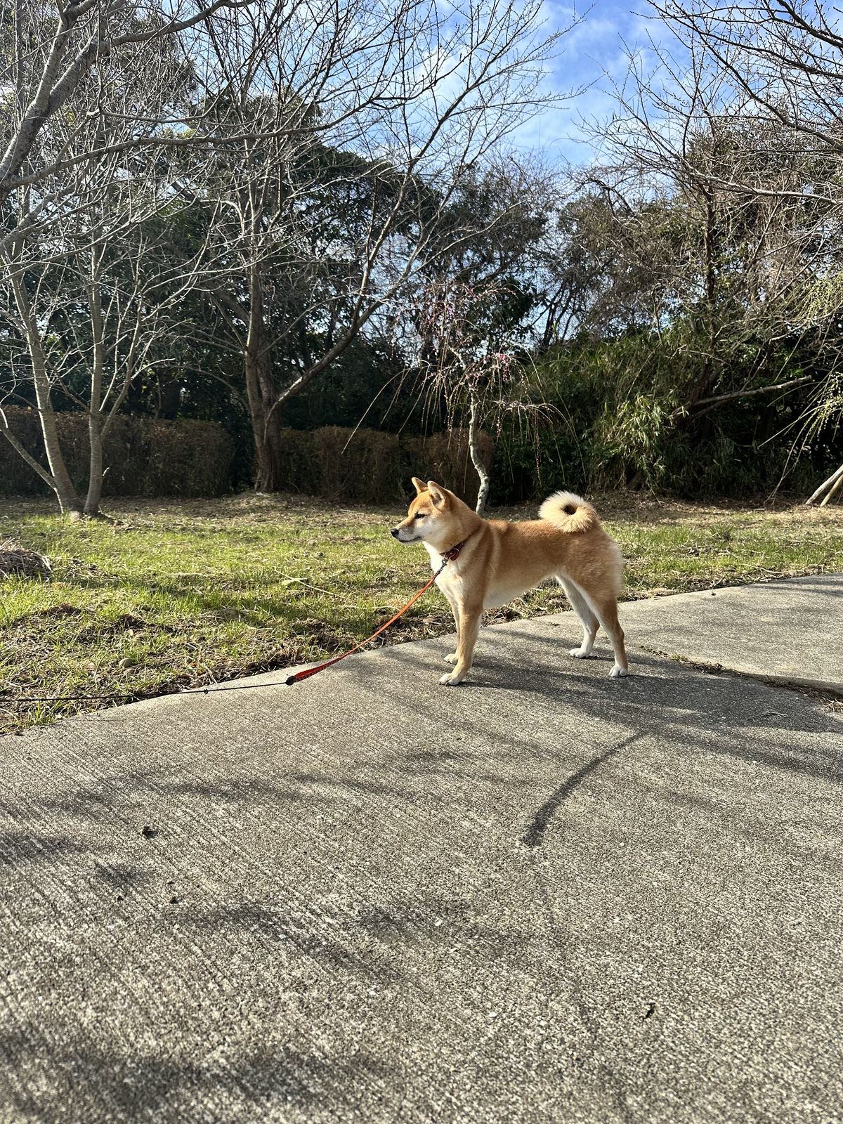 広田梅林ふれあい公園 犬連れで歩く時の注意——「小型犬のみ可」表記情報