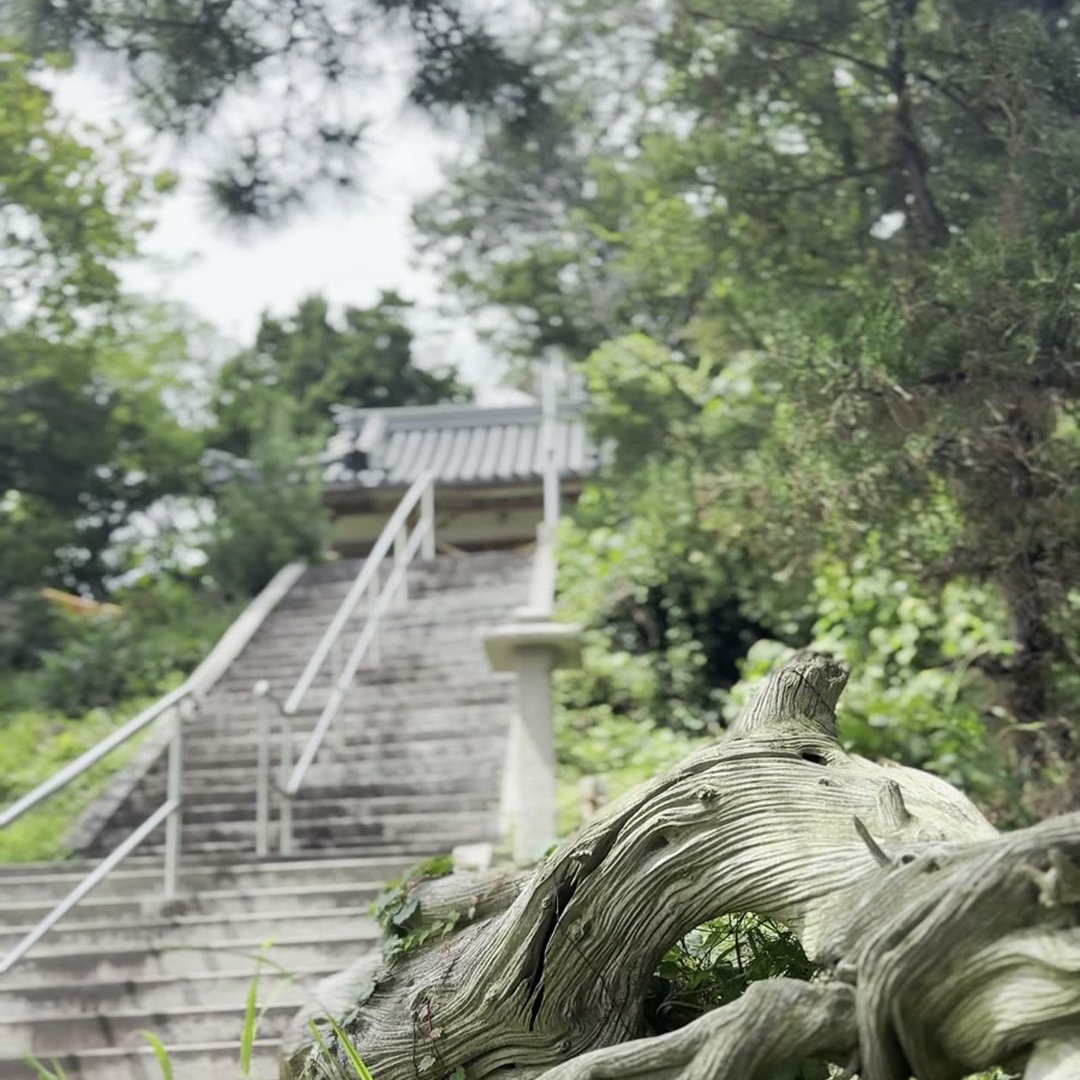 明神岬のイブキ群落 県指定天然記念物 古木 淡路島