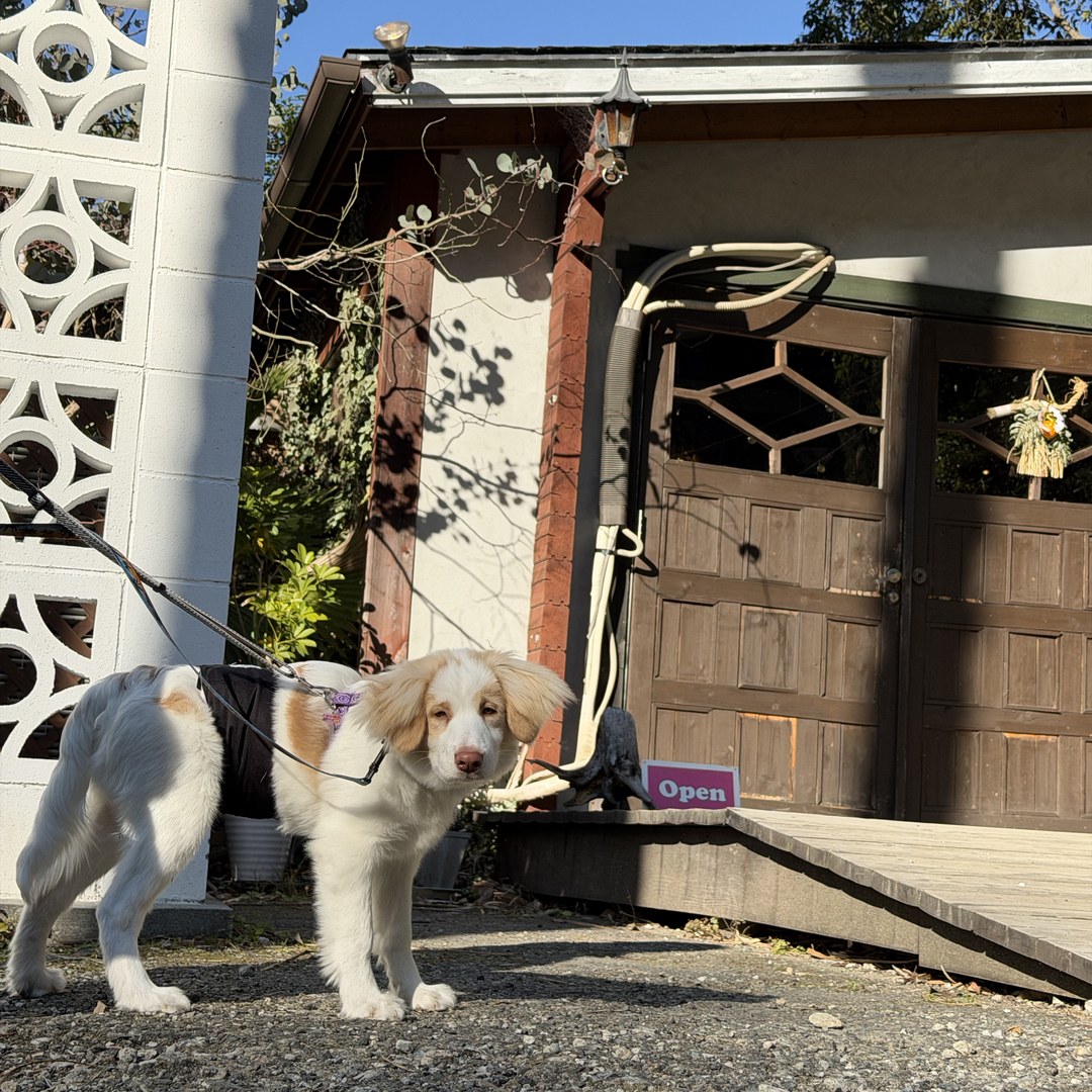 IN THE HOUSE 店内装飾