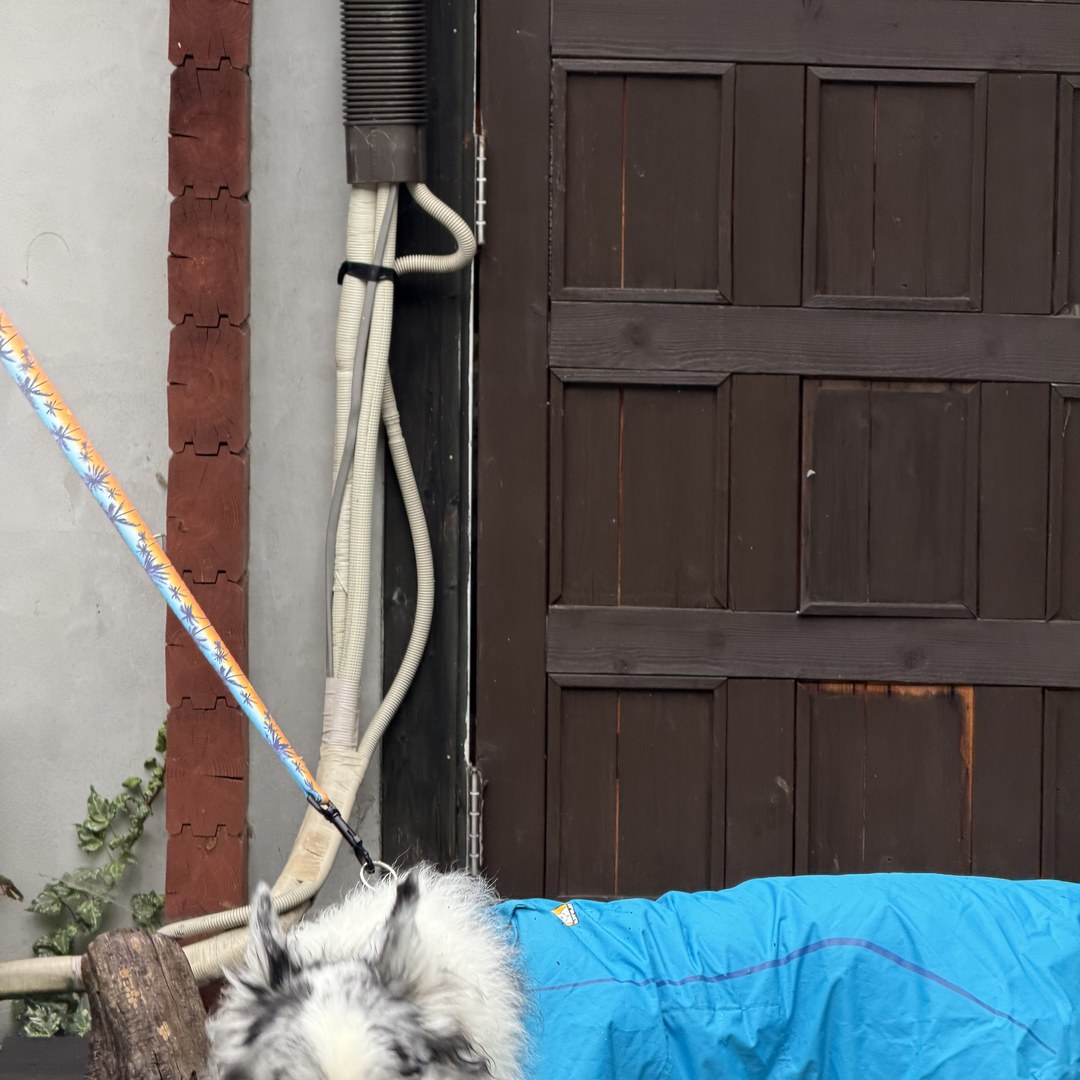 愛犬と IN THE HOUSE 入口