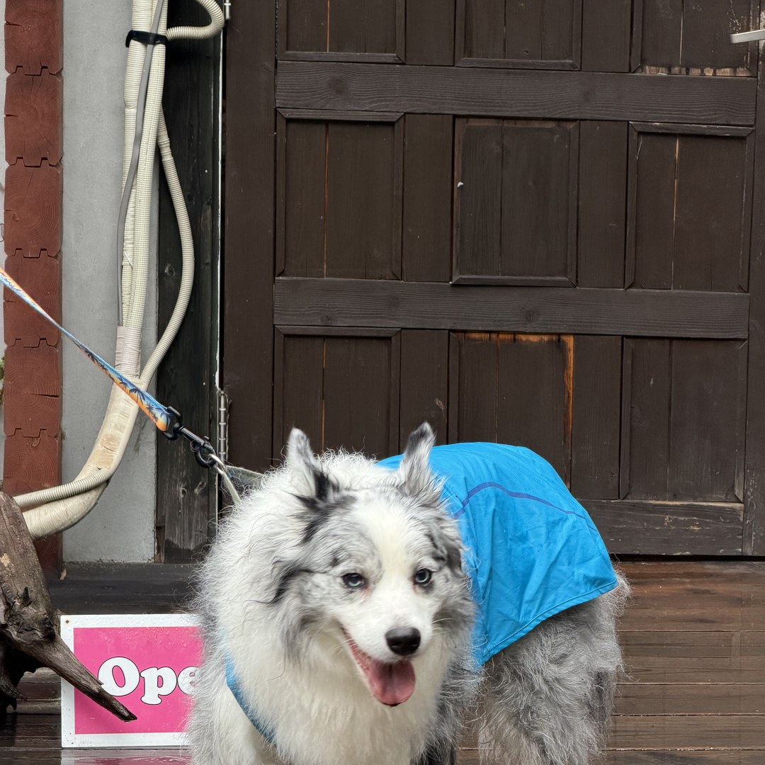 IN THE HOUSE 愛犬と入口のOPENサイン