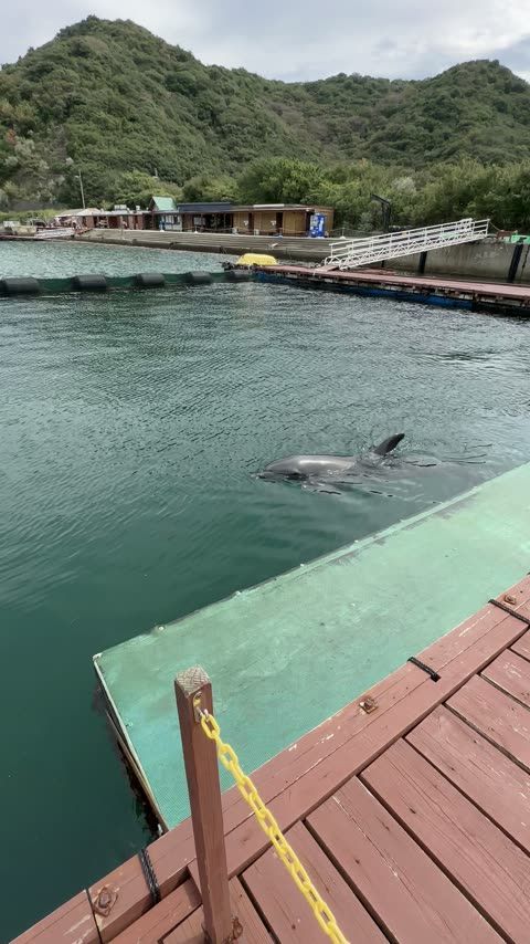 じゃのひれドルフィンファーム