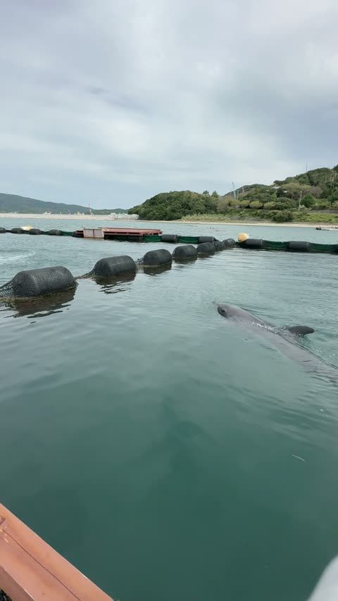 じゃのひれドルフィンファーム 福良湾の生簀でイルカに会う——4プログラムから選ぶ