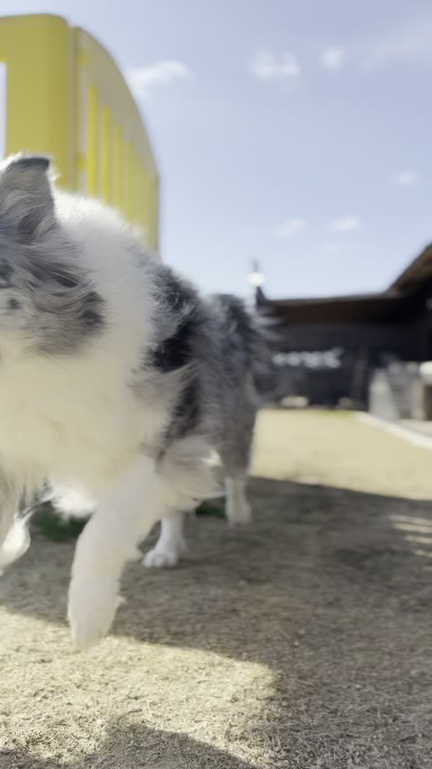 安冨白土瓦（淡路島 かわらや）