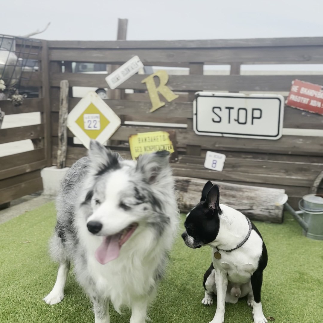 L'Orchidée Awajishima ドッグランで遊ぶ愛犬たち