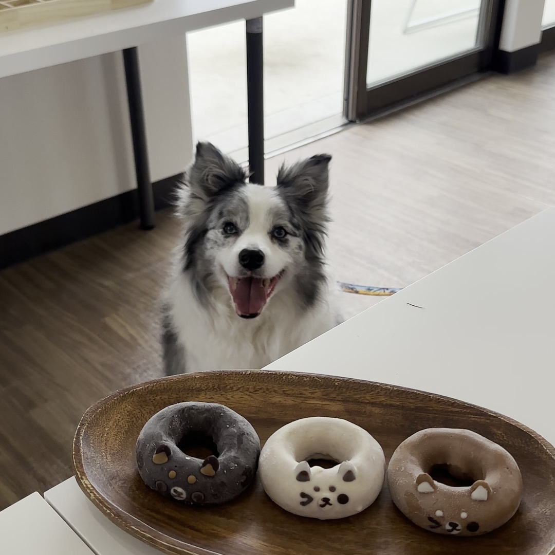 MYBEAR STUDIO 淡路島 犬と一緒にアート体験