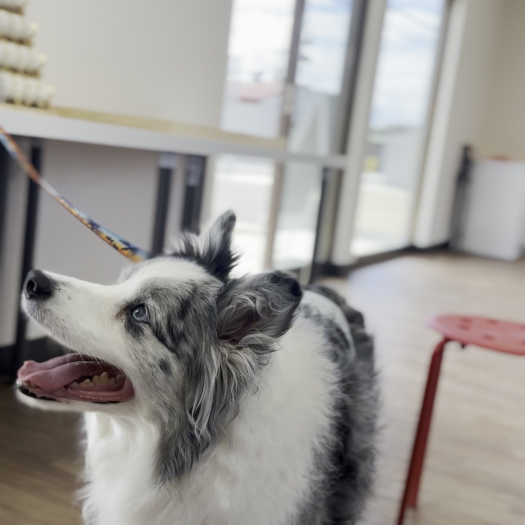 MYBEAR STUDIO 淡路島 犬と一緒に体験