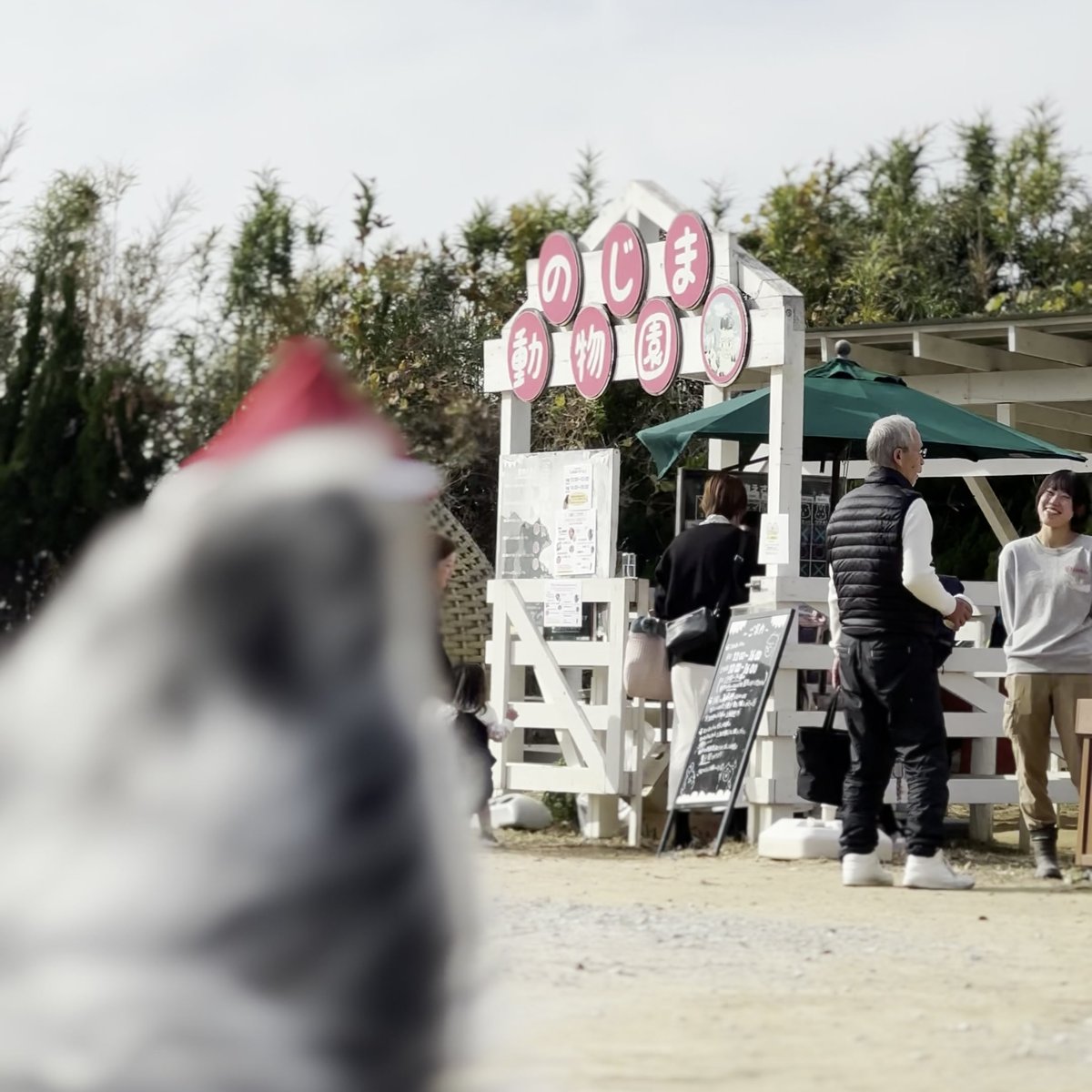 のじまスコーラ 犬 ふわふわ