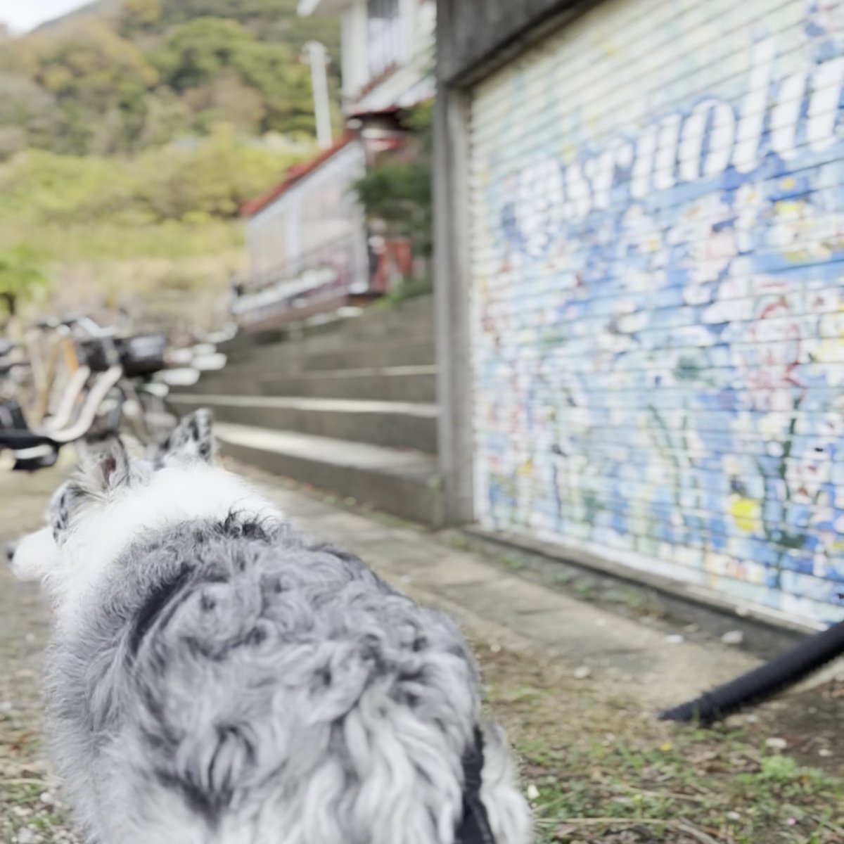 のじまスコーラ 犬 テラス