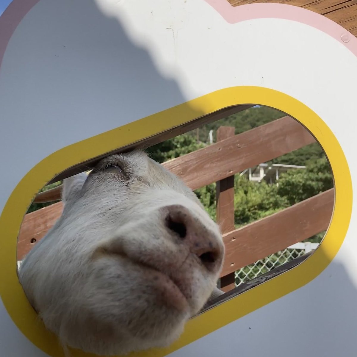 のじま動物園 エサカップ のじま