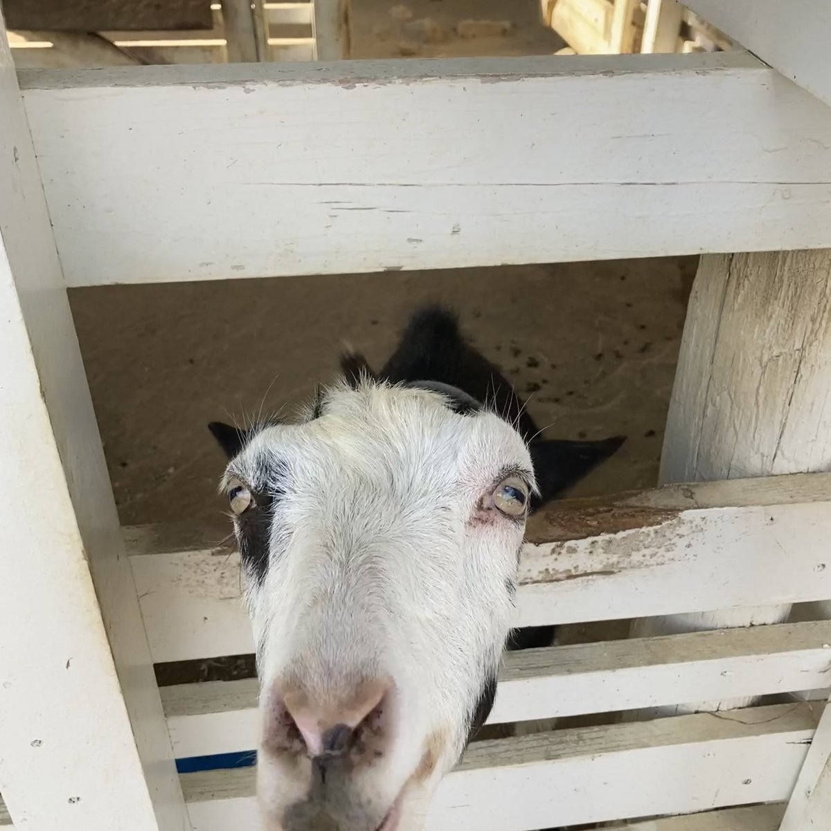 のじま動物園 ヤギ ふれあい 犬連れ
