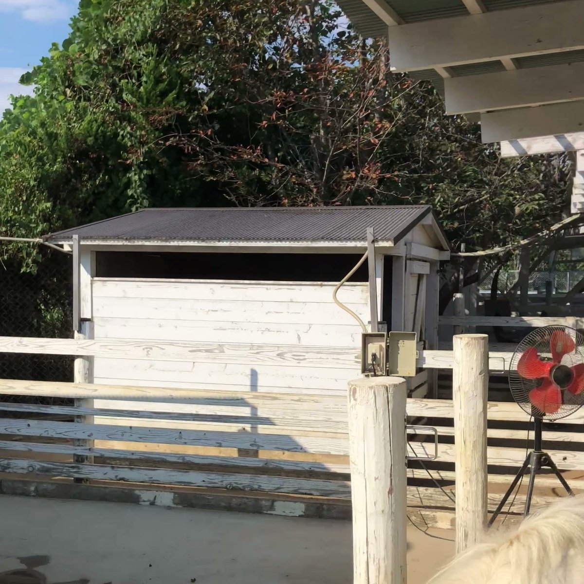 のじま動物園 ポニー