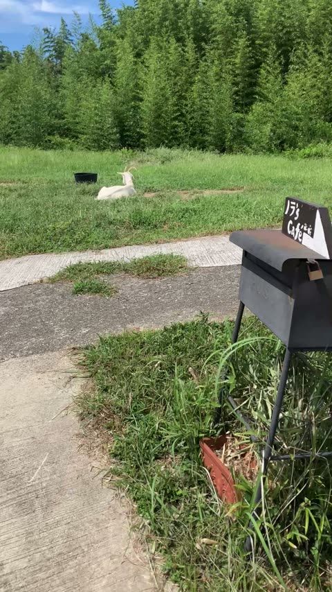 ノラ's cafe（ノラズカフェ）